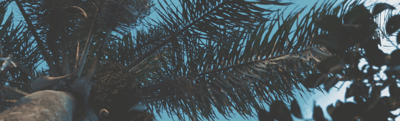 foto de palmera en casona del lago